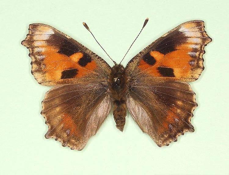 Aglais urticae female (aberrant form cold shock) (Internet Image property of respective owner, non-commercial use only)